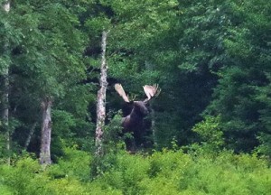Moose spotted on the way to the hike.